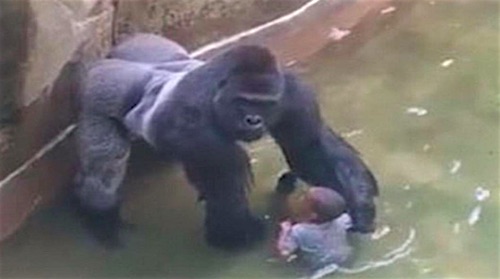 Racism or Bad Parenting in the Gorilla Killing in Cincinnati Zoo?