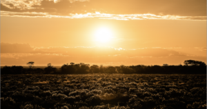 Surviving California's Summer Challenges: A Guide to Climate Risks and Preparedness