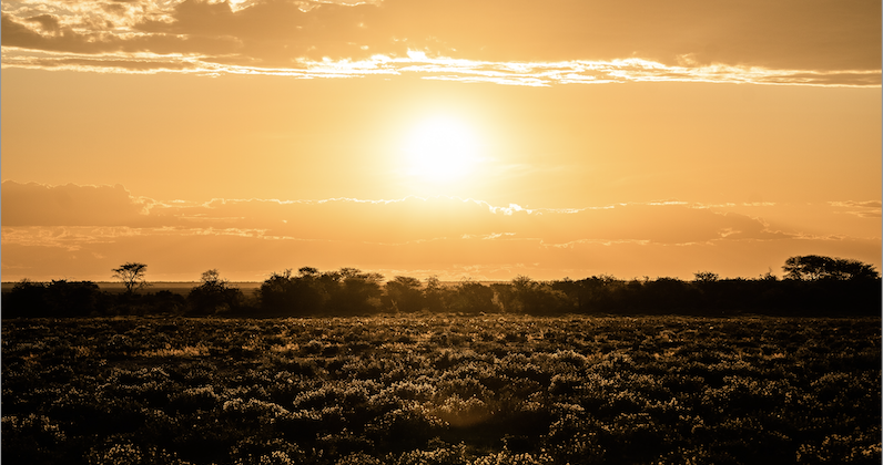 Surviving California's Summer Challenges: A Guide to Climate Risks and Preparedness