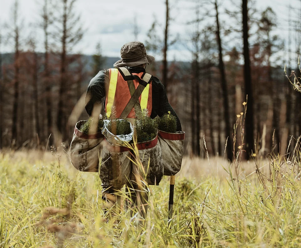 Empowering California's Future: The California Forestry Sector Jobs Initiative and the Fight Against Wildfires