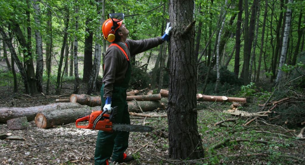 From Wildfire Crisis to Workforce Opportunity: California’s Forestry Jobs Initiative Opens New Career Pathways