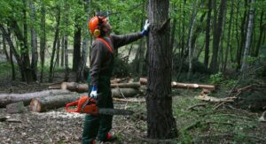 From Wildfire Crisis to Workforce Opportunity: California’s Forestry Jobs Initiative Opens New Career Pathways